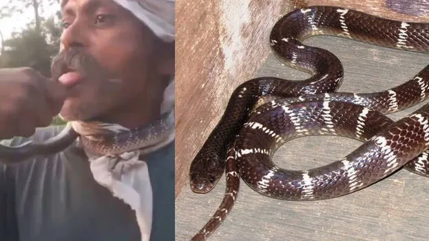 snake
