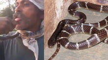 snake-bites-man-while-performing-dangerous-stunt