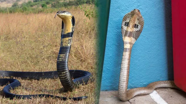 snake