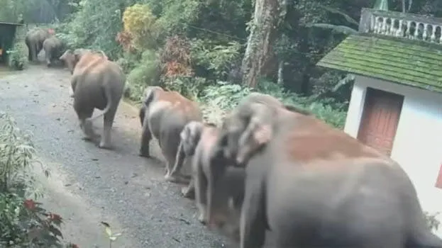 elephant