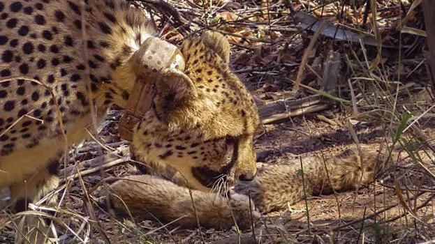 cheeta