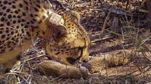 five-cheetahs-spotted-near-morena-district-making-rounds