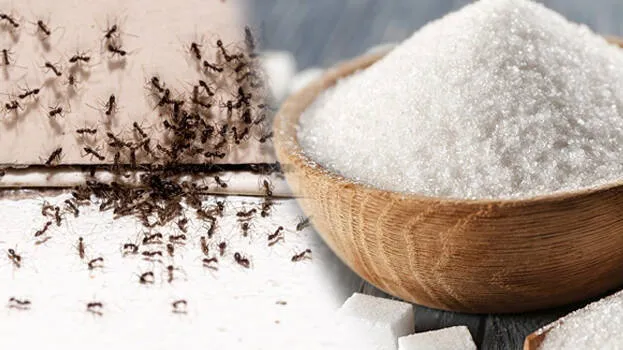 ants