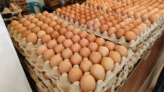 egg-price