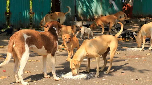 dog