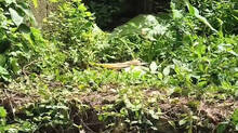 new-born-death-in-pathanamthitta