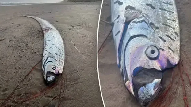 oar-fish