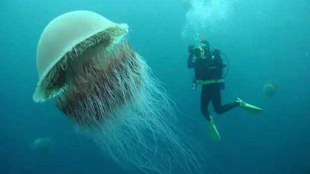 jelly-fish