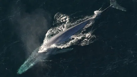 whale