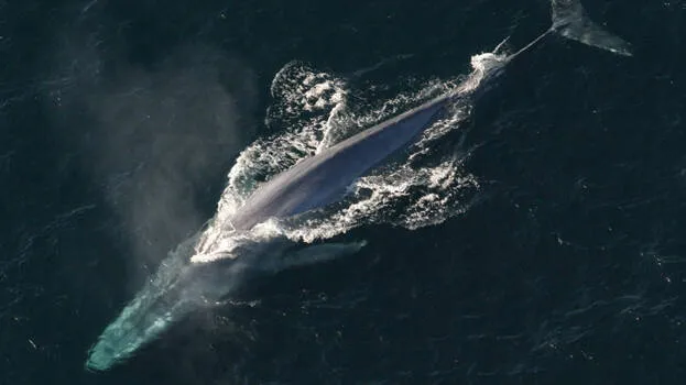 whale