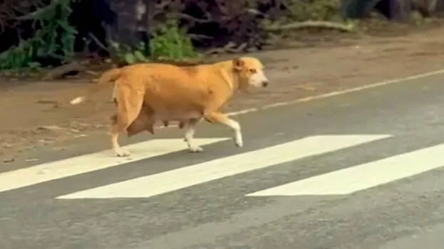 road-crossing
