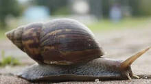giant-african-snail