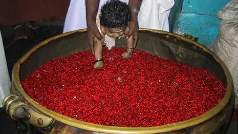 guruvayoor