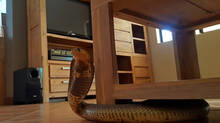 snake
