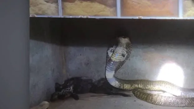 snake