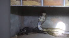 snake