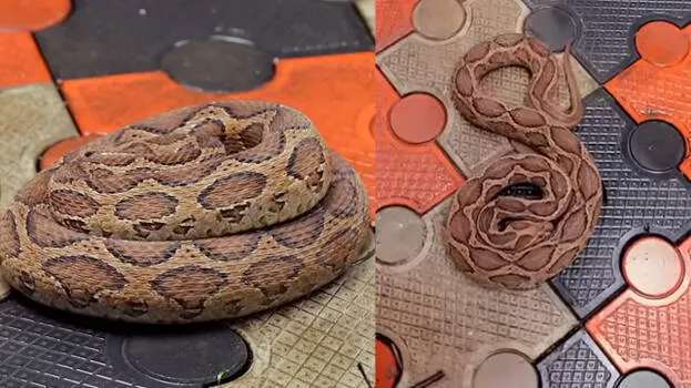 snake