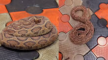 kaumudy-tv-snake-master-latest-episode