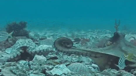 octopus