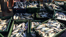 things-to-remember-while-buying-fish