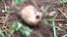 human-skull-found-from-a-deserted-land-in-kochi-kumbalangi