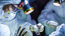deadly-new-bat-viruses-found-in-china-75%-kill-rate