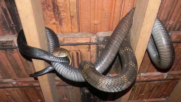 king-cobra