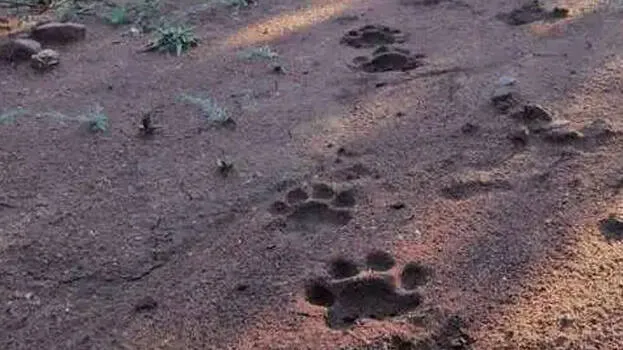footprint