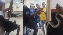 man-walks-into-hospital--holding-huge-snake-rajasthan