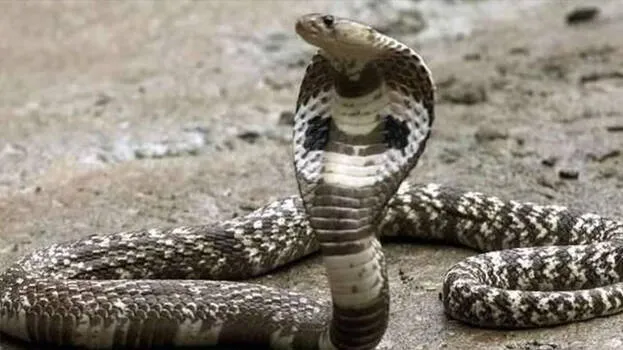 snake
