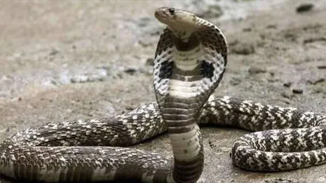 snake