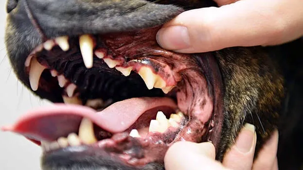 dog