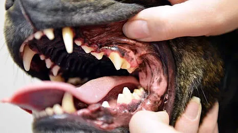 dog
