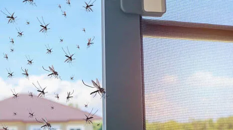mosquito