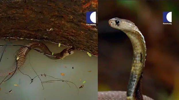snake-master