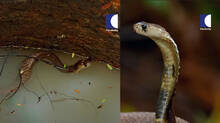 kaumudy-tv-snake-master-latest-episode