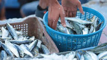 fish-scarcity-also-lead-to-price-hike-in-this-as-well
