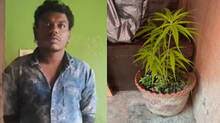 ganja-plants-found-beneath-staircase-of-tsunami-flat-in-kollam