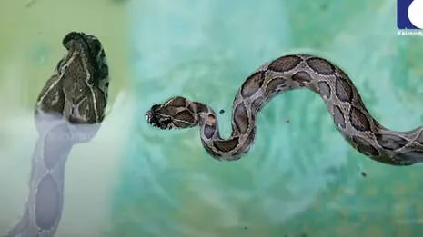 snake