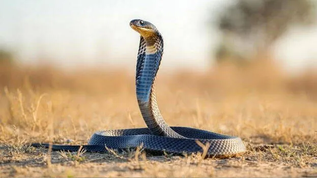 snake