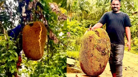 jackfruit