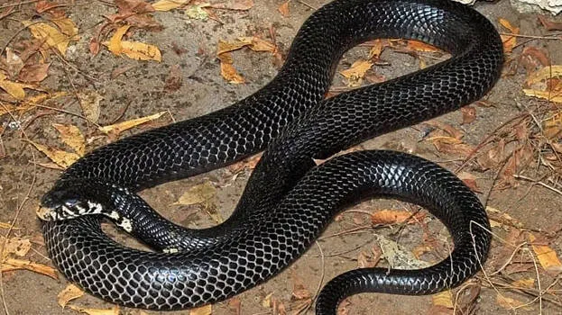 snake