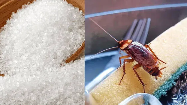 cockroach