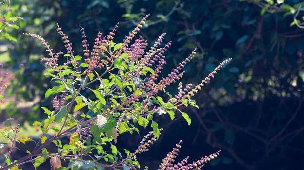 tulsi-plant