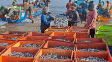 fish-price-dropped-from-2400-to-400-and-here-is-what-happened