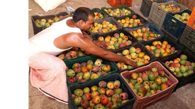 mango