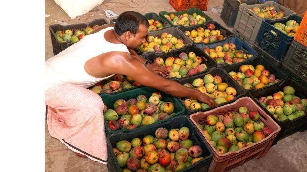 mango
