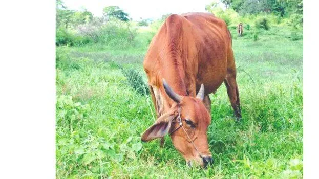 cow