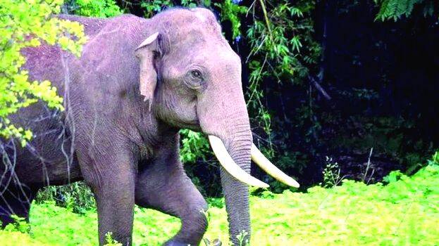 elephant