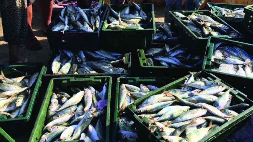 fish